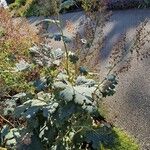 Macleaya cordata Folha