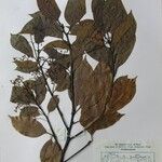 Cinnamomum glanduliferum Otro