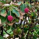 Cornus kousa Fruit