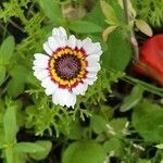Ismelia carinata Flower