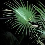 Thrinax parviflora Hoja
