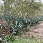 Agave sisalana 整株植物