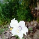 Polemonium caeruleumFlor