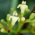 Psychotria foliosa