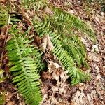 Polystichum munitum Foglia