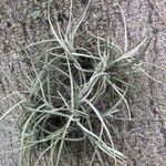 Tillandsia recurvata Leaf