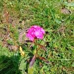 Dianthus barbatusFlower