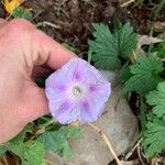 Ipomoea hederaceaFlors