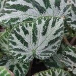 Begonia imperialis Hoja