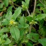 Acanthospermum hispidum Leaf