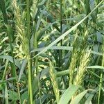 Elymus virginicus Fruit