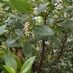 Myoporum tenuifolium Flower