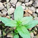 Epilobium roseumBlad