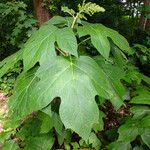 Hydrangea quercifolia 葉