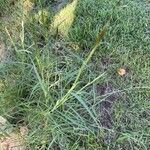 Dichanthium annulatum पत्ता