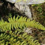 Polystichum aculeatum Blad