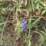 Anchusa officinalis花