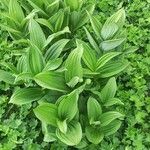 Veratrum album Hoja