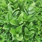 Veratrum album Frunză