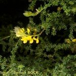 Adenocarpus foliolosus Beste bat