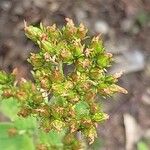 Hypericum hirsutum Mbuma