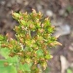 Hypericum hirsutum Fruchs