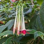 Fuchsia boliviana പുഷ്പം