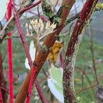 Cornus alba Kora