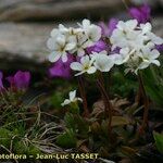 Androsace obtusifolia Libunga