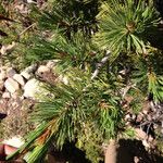 Pinus albicaulis Hostoa