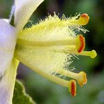 Verbascum × thapsi 花