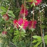 Melaleuca rugulosa Flor
