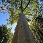 Ceiba pentandra Kéreg