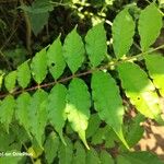 Zanthoxylum caribaeum Leaf