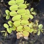 Salvinia natans Leaf