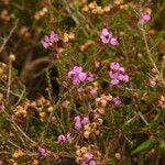 Erica umbellata Habit