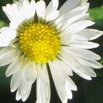 Bellis perennis Flor