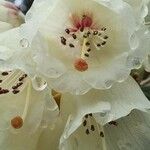 Rhododendron macabeanum