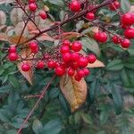 Nandina domestica Vaisius