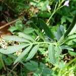 Cardamine crassifolia Leaf