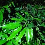 Zygia longifolia पत्ता