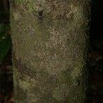 Lacmellea aculeata Kabuk