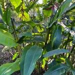 Heliconia collinsiana Feuille