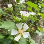 Kitaibelia vitifolia Flor