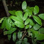 Trichilia surinamensis Leaf