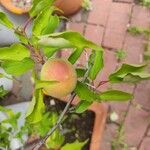 Prunus armeniaca Vrucht