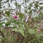 Lavatera bryoniifolia Lapas