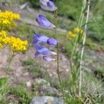 Penstemon strictusFlower