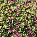 Petunia integrifolia Habitus