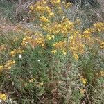 Hypericum perforatum Plante entière